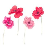 Flowers of poppy on a white or color background. Template or background in the form of flowers, against a bright background vector