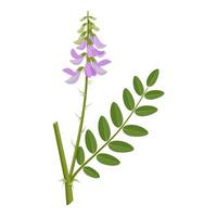 Vector illustration, Galega officinalis, commonly known as Galega or Goat's Rue, isolated on white background.