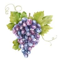 un manojo de rojo uvas con hojas. vid. aislado acuarela ilustraciones. para el diseño de etiquetas de vino, uva jugo y productos cosméticos, Boda tarjetas, papelería, saludos tarjetas vector