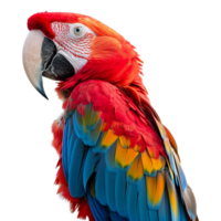 AI generated Macaw parrot on a branch set isolated on transparent background png