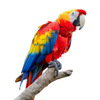 AI generated Macaw parrot on a branch set isolated on transparent background png