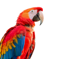 AI generated Macaw parrot on a branch set isolated on transparent background png