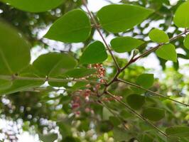 Flowers from the star fruit tree photo