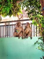 Wild monkeys roam the settlement photo