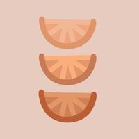 Orange slices set vector