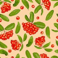 Seamless pattern of pyracantha fruits and leaves on a beige background vector