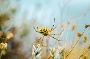 The Yellow Spider photo