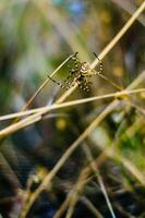 a spider sits on a plant in the grass photo