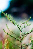 Tree branch in the field photo