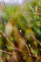 a spider is sitting on a plant in the grass photo