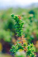 a small plant with green leaves in the middle of a field photo