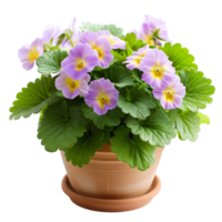 AI generated Spring primula flowers in pot isolated on transparent png