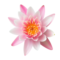 AI generated lotus flower isolated on transparent background top view png