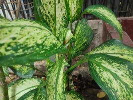 dieffenbachia seguina, tropical plantas con hermosa textura verde hojas. foto