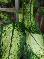 Dieffenbachia Seguine, tropical plants with beautiful texture green leaves. photo