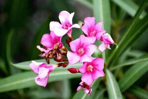 Closeup of fresh pink Flowers photo