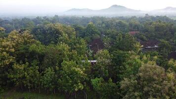 Aerial view of rice fields and trees in Mindi, Klaten, Central Java, Indonesia. photo