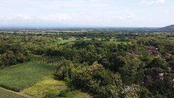 Aerial view of rice fields and trees in Mindi, Klaten, Central Java, Indonesia. photo