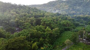 Aerial view of rice fields and trees in Mindi, Klaten, Central Java, Indonesia. photo
