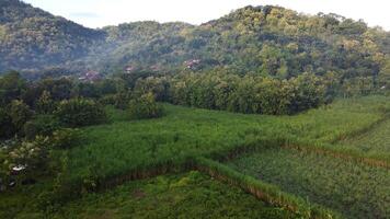 Aerial view of rice fields and trees in Mindi, Klaten, Central Java, Indonesia. photo