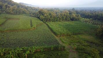 Aerial view of rice fields and trees in Mindi, Klaten, Central Java, Indonesia. photo