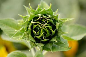 A close up shot of the sunflower, the seeds are clearly visible and the pollen pollen is clear. photo