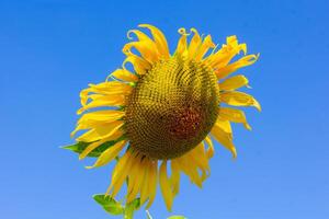 un cerca arriba Disparo de el girasol, el semillas son claramente visible y el polen polen es claro. foto