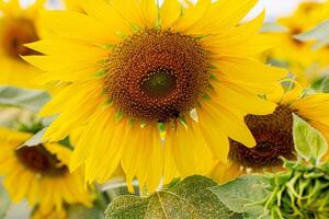 un cerca arriba Disparo de el girasol, el semillas son claramente visible y el polen polen es claro. foto