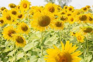 un cerca arriba Disparo de el girasol, el semillas son claramente visible y el polen polen es claro. foto