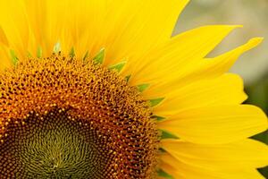 A close up shot of the sunflower, the seeds are clearly visible and the pollen pollen is clear. photo