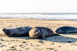 Elephant Seal California photo