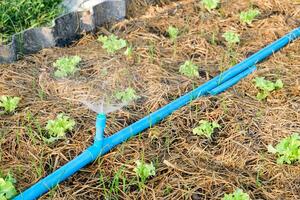 espolvorear agua en verde roble en jardín foto