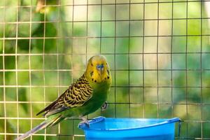 Green budgie parrot standing on feed tray photo