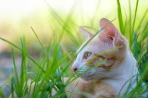 Gold white fluffy kitten relaxing in grass photo