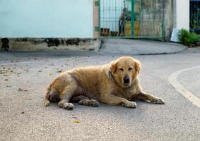 Dog golden retriever mangy scabby lying lonely photo