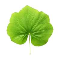 AI generated Nasturtium leaf isolated on transparent background png