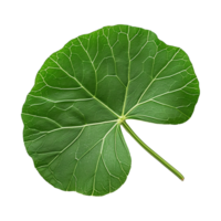 AI generated Nasturtium leaf isolated on transparent background png