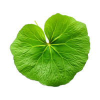 AI generated Nasturtium leaf isolated on transparent background png