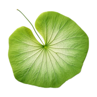 AI generated Nasturtium leaf isolated on transparent background png