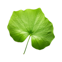 AI generated Nasturtium leaf isolated on transparent background png