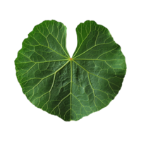 AI generated Nasturtium leaf isolated on transparent background png