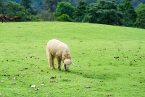 Young sheep eating grass on hill in pasture photo