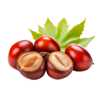 AI generated Tongan chestnut fruit png isolated on transparent background