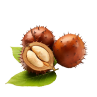 AI generated Tongan chestnut fruit png isolated on transparent background