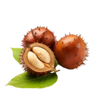 ai gerado tonganês castanha fruta png isolado em transparente fundo