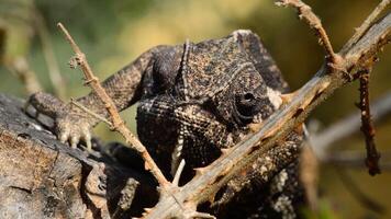 commun caméléon à la recherche autour dans une branche une ensoleillé journée video