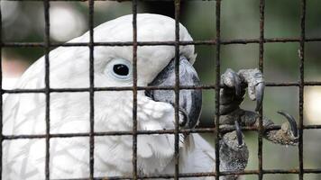 Caged white cockatoo with expression of sadness and claw grating in captivity video