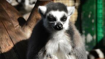 Ringschwanz Lemur suchen um im ein natürlich Park - - Lemur catta video