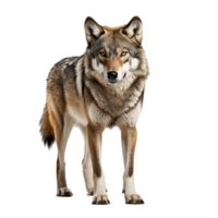 ai gegenereerd wolf PNG geïsoleerd Aan transparant achtergrond