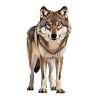 AI generated Wolf png isolated on transparent background